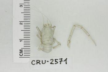 Media type: image;   Invertebrate Zoology CRU-2571 Description: Preserved specimen.;